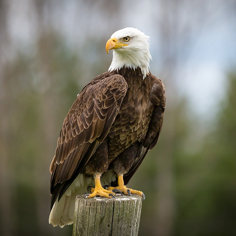 Bald Eagle Alma