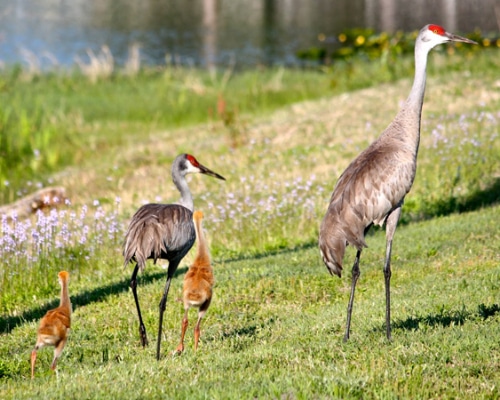 Sandhillcranes