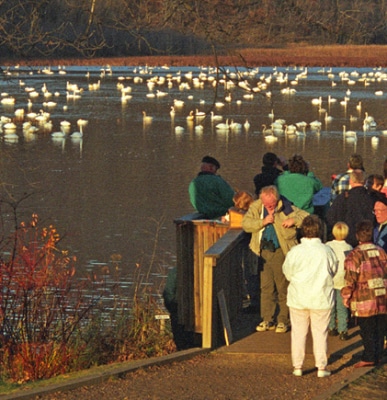 Swans Fall2