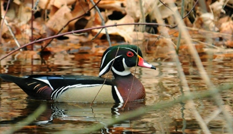 Wood Duck