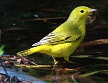 Yellowwarbler